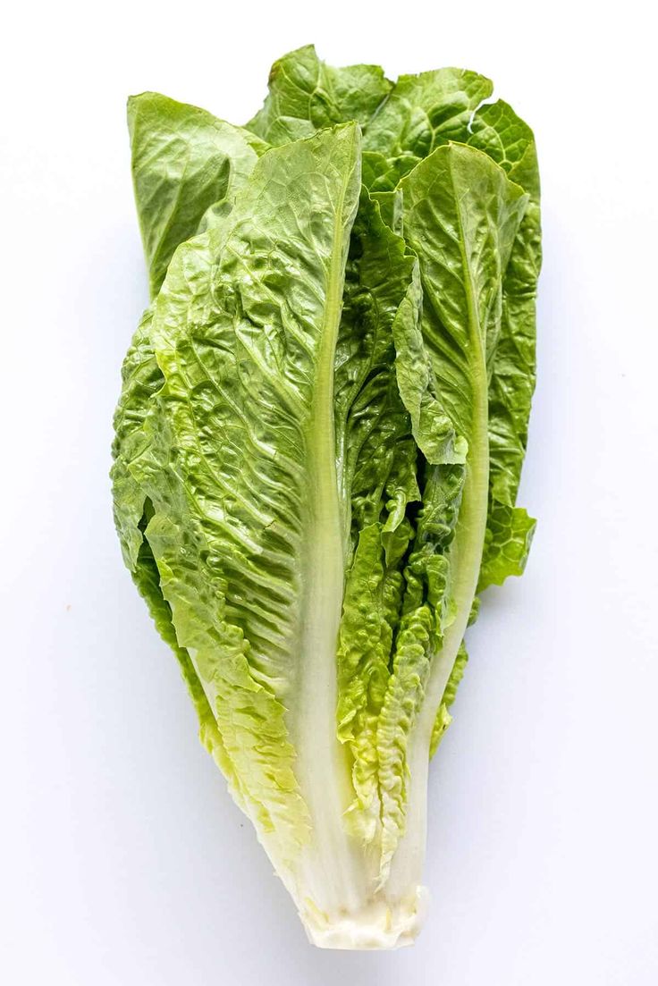 lettuce romaine